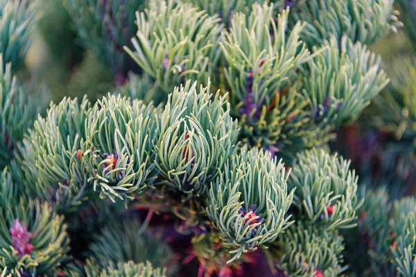 Granbarr sluter den naturliga konsistensen. Julstämning för arom. Fir träd nålar på grenar. Filial av gran gröna nålar. Naturens skönhet. Fir nålar mjuka och mjuka — Stockfoto