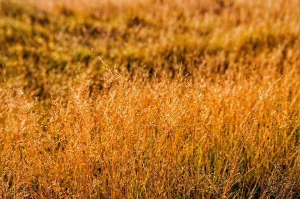 Vegetaci Islandu konceptu. Suché klásky slunečný podzimní den zblízka. Rozmanitost vegetace. Rostliny odolnost vůči klimatickým podmínkám. Klásky rostou v poli. Vegetace pole nebo údolí — Stock fotografie
