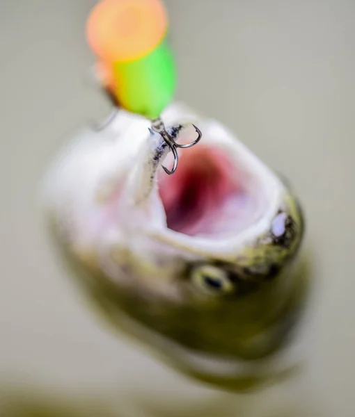 Buon profitto. Esche di trota. pescare pesce. cadere nella trappola. Pesce all'amo. stallo e disperazione. pesca sul lago. Ottima presa. trota da pesca a mosca. ricreazione e tempo libero. hobby e attività sportive — Foto Stock