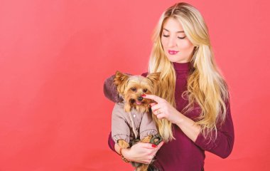Yapmak emin köpek giysilerle rahat hissediyorum. Giyim ve aksesuarları. Soğuk hava için soyunma köpek. Hangi köpek ırkları ceket giymelisin. Kız küçük köpek kat sarıl. Kadın taşımak yorkshire korkunç