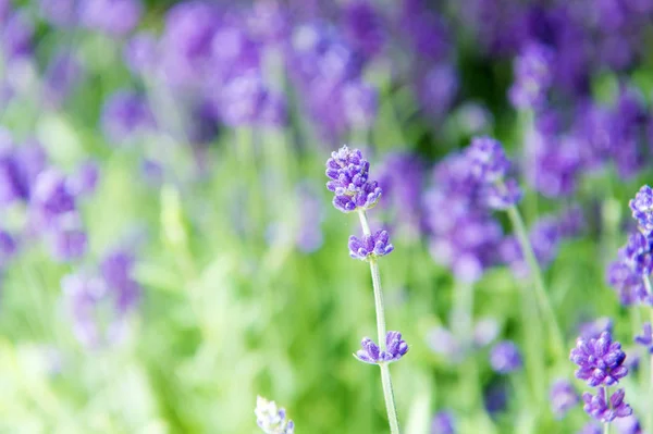 Close up bushes of beautiful lavender. Aromatic flowers concept. Provence style. Lavender tender violet flowers. Lavender field. Gardening planting plants and botany. Floral shop. Growing lavender — Stock Photo, Image