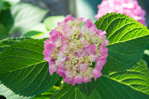 Tender flowers soft little petals. Perfume aroma fragrance concept. Flower scent. Blossom of pink hydrangea close up. Gorgeous hydrangea blooming. Hydrangea summer flower plant. Gardening and botany