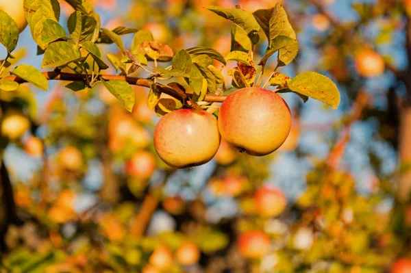Βιολογικό Μήλο καλλιέργειες αγρόκτημα ή στον κήπο. Συγκομιδή σεζόν Φθινόπωρο μήλα. Πλούσια συγκομιδή έννοια. Μήλα κίτρινα ώριμα φρούτα, σε φόντο του ουρανού υποκατάστημα. Μήλα συγκομιδή σεζόν πτώση. Κηπουρική και τη συγκομιδή — Φωτογραφία Αρχείου