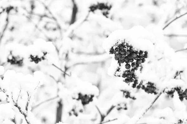 Rode aardbei en witte sneeuw — Stockfoto