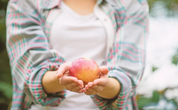 Organiczny produkt naturalny. Dziewczyna zebrać jabłko żniwa w własnym ogrodzie. Rolnik dziewczyna trzymać jabłko. Koncepcja upraw lokalnych. Zdrowy styl życia. Jedz owoce każdego dnia. Kobieta trzymać jabłko zielone tło ogrodowe — Zdjęcie stockowe