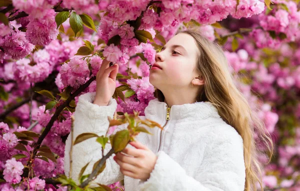 Flor suave. Menina apreciando flor de cereja ou sakura. Criança bonito desfrutar de dia quente de primavera. Conceito de flor aromática. Menina turista posando perto sakura. Criança em flores rosa de fundo de árvore sakura — Fotografia de Stock