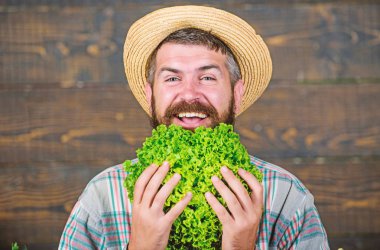 Beslenme seçim yapma. Mevsimlik vitamini yiyecek. Yararlı sebze. Hasat Festivali. organik ve doğal gıda. mutlu olgun çiftçi sakallı. sonbahar ürün ile adam Şef. Sulu yeşil salata yaprakları