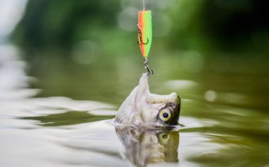 Balık kancası veya fishhook ya ağızda delinerek yakalamak için bir cihazdır. Tuzaktaki balıklar yakın çekim. Balık açık ağız kanca asmak. Yem kaşığı balıkçılık aksesuarı. Kaçak avcılık kurbanı. Kancaya tak. Alabalık yakalandı