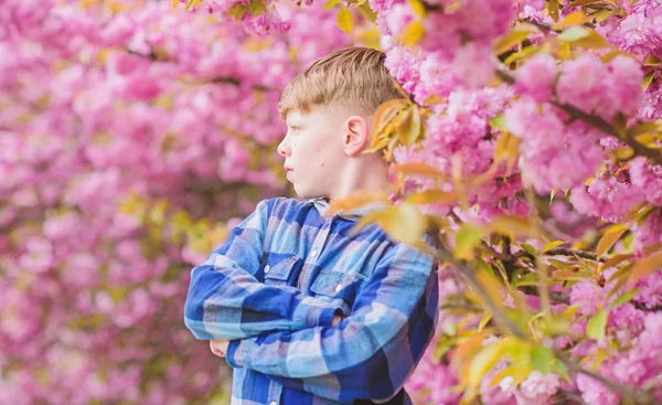 Sakura bahçesini ziyaret edin. Sevimli çocuk ılık bahar günü tadını çıkarın. Sakura'nın yanında poz veren genç çocuk. Sakura ağacı arka plan pembe çiçekler üzerinde Çocuk. Botanik kavramı. Adam kiraz çiçeği sakura zevk. İhale çiçek — Stok fotoğraf