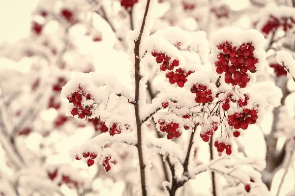 Rote Beeren mit Schnee bedeckt — Stockfoto