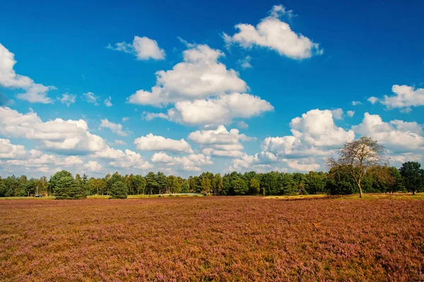 風景のどかなシーン。フィールドで曇りの日。なぜ紫色の転換の牧草地。気候変化の外来植物の景観を引き継ぐに支えられ。木の青い空と紫花と自然の風景 — ストック写真