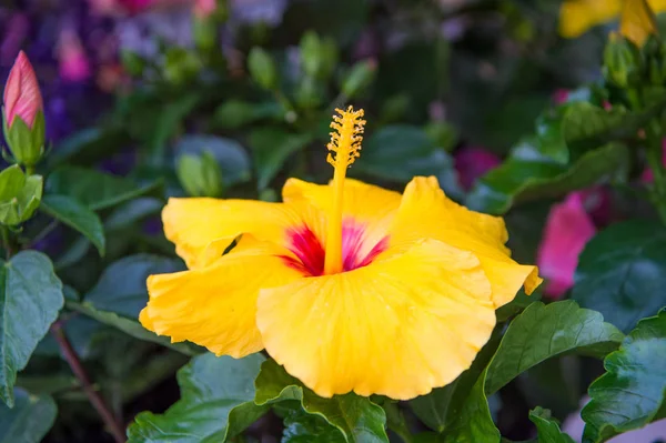 Λιγνός Ιβίσκος αυξήθηκε από Σάρον και τροπικό ιβίσκο. Εξωτικά φυτά και λουλούδια. Υπέροχο λουλούδι ιβίσκος κοντά. Λουλούδια μεγάλη εμφανή τρομπέτα σε σχήμα με πέντε ή περισσότερα πέταλα. Κίτρινος Ιβίσκος — Φωτογραφία Αρχείου
