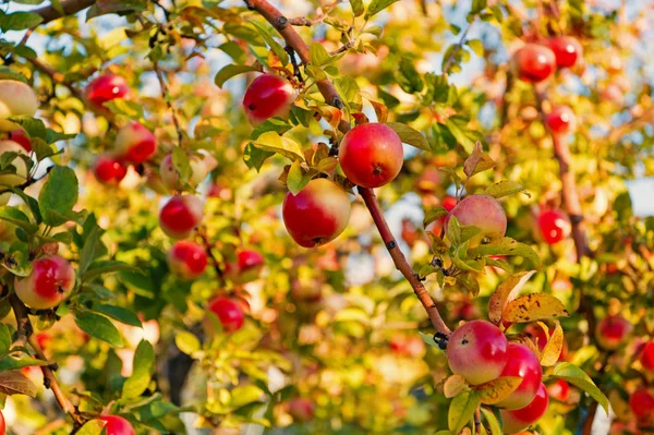 Jabłka czerwony dojrzałe owoce na tle nieba gałęzi. Jesienią sezonu zbioru jabłek. Ogrodnictwo i zbiorów. Gospodarstwo uprawy organiczne jabłko lub ogród. Zbiorów sezon jesiennych jabłek. Bogaty zbiór koncepcji — Zdjęcie stockowe