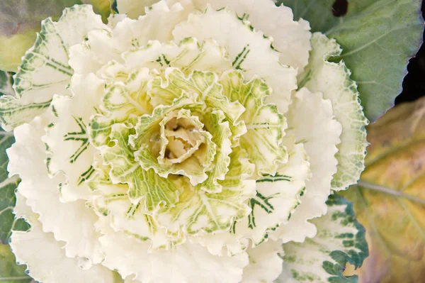 Prydnads kål växt närbild. Vackra kål skörd. Dekorativ Kåldolmar med vit ovanifrån. Grönkål växten blommande utomhus. Trädgård dekorativa gröda. Kål blommande som blomma — Stockfoto