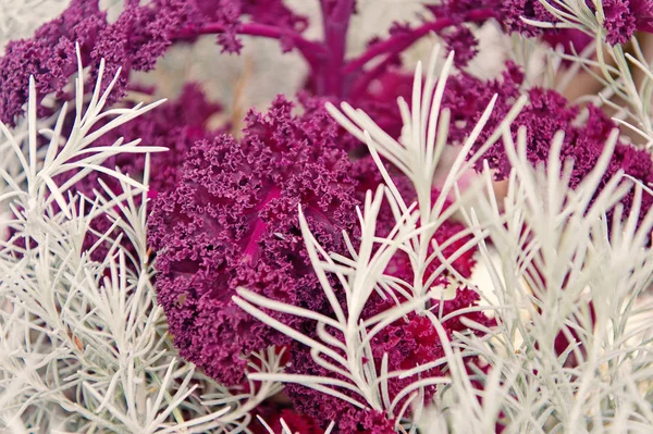 Rozemarijn en krullend violet kool close-up. Tuinieren ongebruikelijke gewassen. Decoratieve gewassen concept. Abstracte achtergrond met decoratieve planten. Planten als natuurlijke decoratie. Tuin bed decoratieve flora — Stockfoto