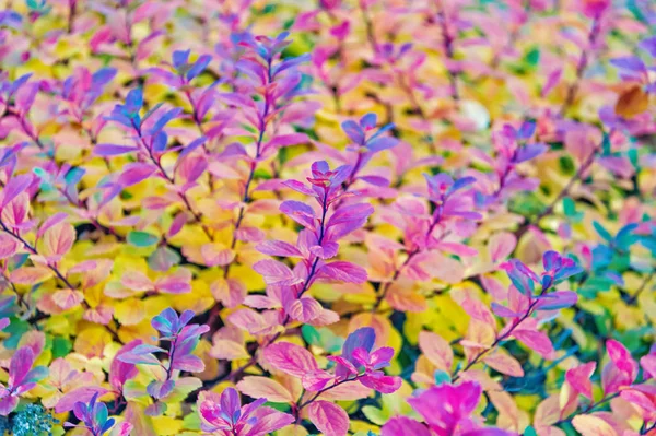 Πολύχρωμα φύλλα του φθινοπώρου. φυτό με πολύχρωμα φύλλα στο Ρέικιαβικ, Ισλανδία. Ομορφιά φύση της έννοιας. φθινοπωρινά φύλλα φόντο. φυσικά όμορφη. — Φωτογραφία Αρχείου