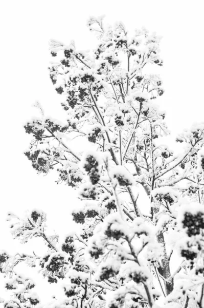 Ashberry doğal zemin üzerine kışın — Stok fotoğraf