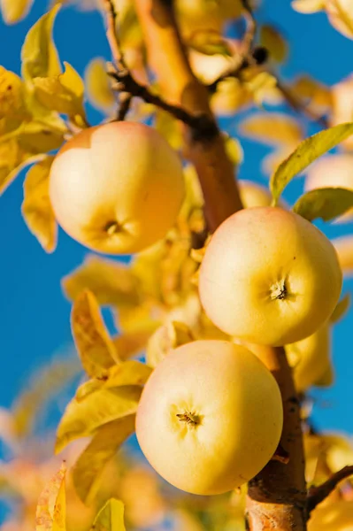 Κηπουρική και τη συγκομιδή. Βιολογικό Μήλο καλλιέργειες αγρόκτημα ή στον κήπο. Συγκομιδή σεζόν Φθινόπωρο μήλα. Πλούσια συγκομιδή έννοια. Μήλα κίτρινα ώριμα φρούτα, σε φόντο του ουρανού υποκατάστημα. Μήλα συγκομιδή σεζόν Φθινόπωρο — Φωτογραφία Αρχείου