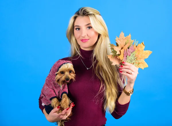 Que raças de cães devem usar casacos. Mulher carrega yorkshire terrier. Os cães precisam de roupa. Menina atraente loira abraço bonito cão. Vestuário e acessórios. Material para animais. Vestir o seu cão para o tempo frio — Fotografia de Stock