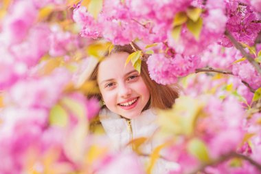 İhale çiçeklenme. Sevimli çocuk ılık bahar günü tadını çıkarın. Çiçekte kaybolmuş. Sakura'nın yanında poz veren kız turist. Sakura ağacı arka plan pembe çiçekler üzerinde Çocuk. Botanik kavramı. Kiraz çiçeği sakura zevk Kız