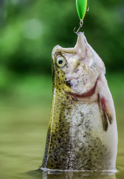 Peixe no anzol. isco de truta. Apanhar peixe. pesca no lago. hobby e atividade esportiva. Boa pesca. Truta de pesca com mosca. recreação e lazer. impasse e desesperança. cair em armadilha. Pronto para a pesca — Fotografia de Stock