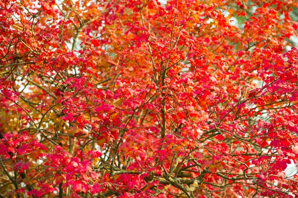 Foliage texture. Red maple tree. Autumn is coming. Vibrant maple leaves close up. Floral pattern design. Maple texture. Bright fall season. Autumnal background. Branch maple leaves backdrop