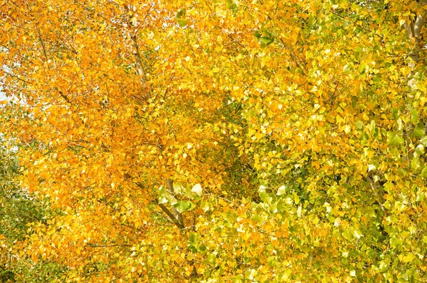 Yellow and green poplar leaves branches. Autumn season. Bright autumn leaves. Fall leaf color phenomenon. Autumnal foliage concept. Nature background. Foliage backdrop copy space. Garden park — Stock Photo, Image