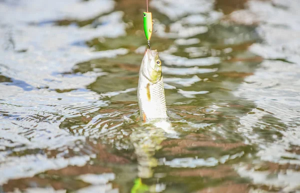 Prendimi se ci riesci. Esche per amo da pesca. Attrezzature da pesca. Tempo libero nella natura. Acqua trasparente. Hobby attività sportive. Esche di trota. Pesca fiume lago d'acqua dolce. Ottima presa. Pesca a mosca. Pesce sul gancio — Foto Stock