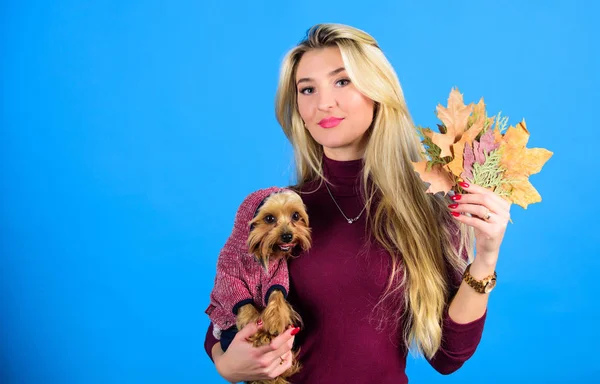 Vestindo seu cão para o tempo frio. Os cães precisam de roupa. Que raças de cães devem usar casacos. Mulher carrega yorkshire terrier. Menina atraente loira abraço bonito cão. Vestuário e acessórios. Material para animais — Fotografia de Stock