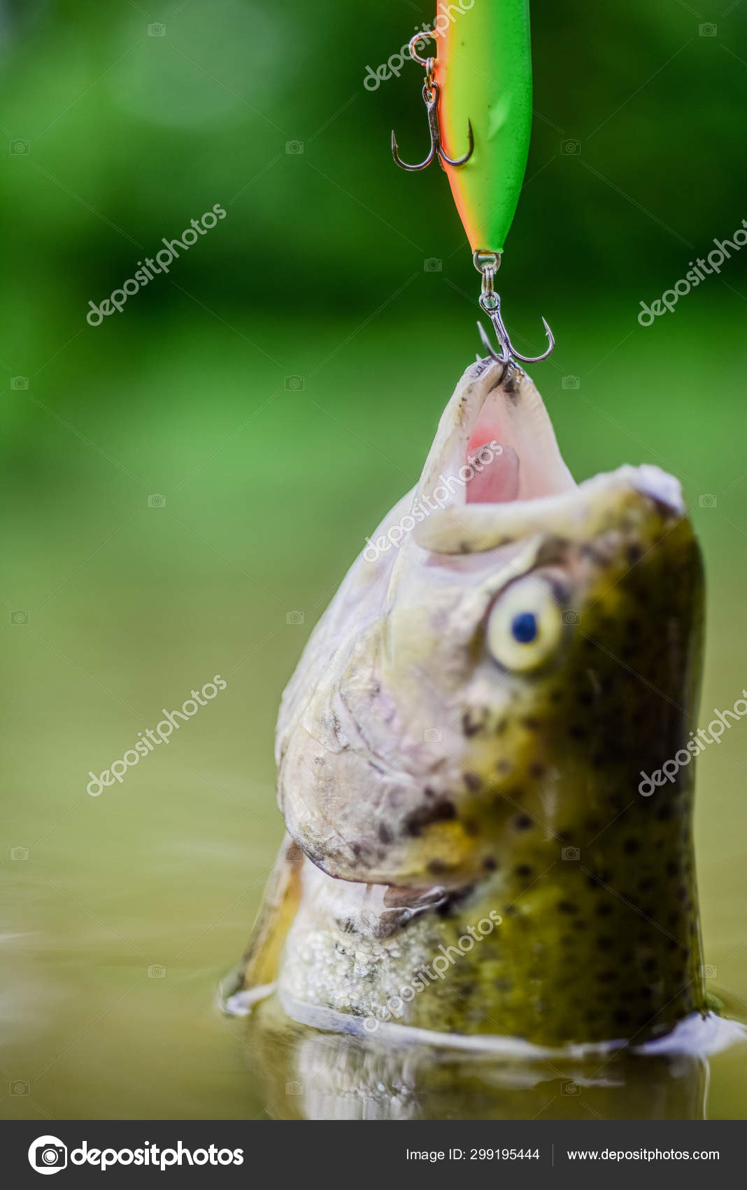 Fish trout caught in freshwater. Fish open mouth hang on hook. fishing  equipment. Bait spoon line
