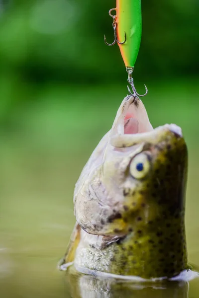 Good catch. Fish in trap close up. Fish open mouth hang on hook. Bait spoon  fishing accessory. Fish hook or fishhook is device for catching either by  impaling in mouth. On hook.