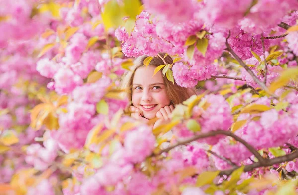 Çiçekte kaybolmuş. İhale çiçeklenme. Sakura'nın yanında poz veren kız turist. Sakura ağacı arka plan pembe çiçekler üzerinde Çocuk. Botanik kavramı. Kiraz çiçeği sakura zevk kız. Sevimli çocuk sıcak bahar günü keyfini çıkarın — Stok fotoğraf