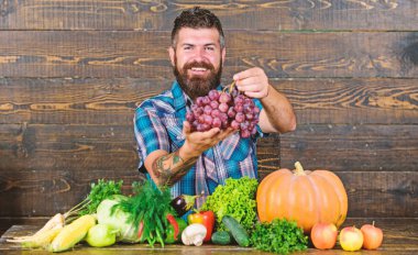 Üzüm kendi bahçesinden. Tarım kavramı. Çiftçi üzüm hasat gurur. Ahşap arka plan üzüm dostum. Sebze organik hasat. Çiftçi üzerinde tablo tutun üzüm homegrown hasat adamla sakallı