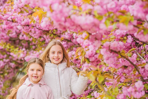 Ragazze che posano vicino a Sakura. Bambini su fiori rosa di sfondo albero di sakura. Ai bambini piace il sakura ai fiori di ciliegio. Concetto botanico. Fiori morbide nuvole rosa. I bambini godono della calda primavera. Perso in fiore — Foto Stock