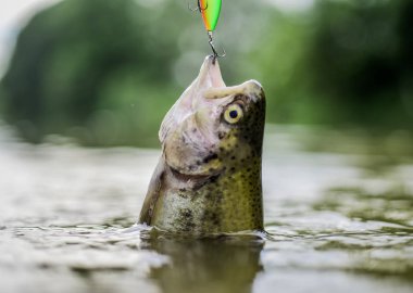 Balık kancası veya fishhook ya ağızda delinerek yakalamak için bir cihazdır. Kaçak avcılık kurbanı. Kancaya tak. Alabalık yakalandı. Tuzaktaki balıklar yakın çekim. Balık açık ağız kanca asmak. Yem kaşığı balıkçılık aksesuarı