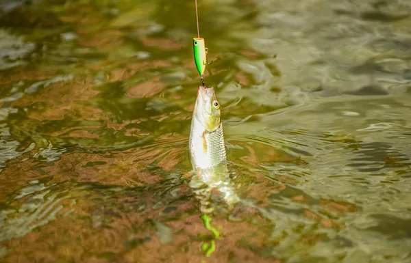 Fische fangen. Angeln am See. Hobby und sportliche Betätigung. Guter Fang. Fliegenfischen Forelle. Erholung und Freizeit im Freien. Stillstand und Hoffnungslosigkeit. In die Falle tappen. Fisch am Haken. Forellenköder — Stockfoto