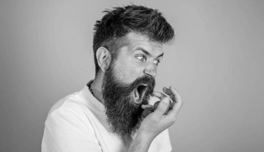 Benim berry dokunmayın. Sakallı hippi çilek avuç içinde tutar. Adam açgözlü aç çilek mavi arka plan paylaşmak gidiş değil. Aç aç gözlü yüz sakallı bağıran adam çilek yiyor