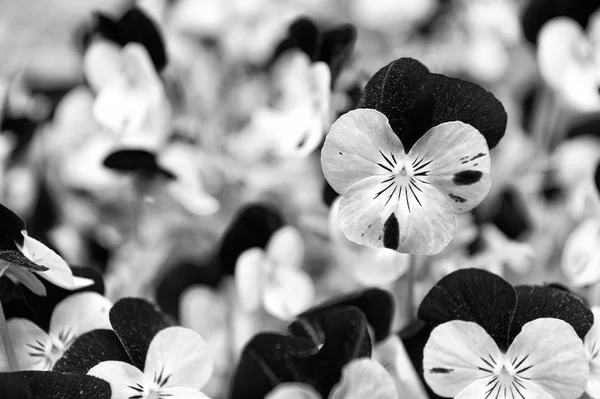 Robust und blühend. Stiefmütterchen mit lila und weißen Blütenblättern. Stiefmütterchen. Viola tricolor Stiefmütterchen im Blumenbeet. Stiefmütterchenblüten mit typischen Gesichtsmarkierungen — Stockfoto