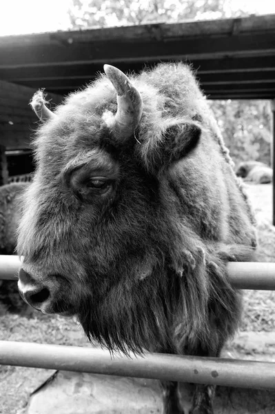 Salve a espécie. Bisonte europeu ou americano ou sábio em paddock ou zoológico. Bisonte marrom grande de grupo sábio. Sabedoria selvagem com chifres. Animal sábio no parque selvagem — Fotografia de Stock