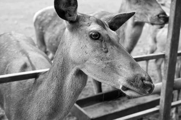 A vida selvagem é a mãe naturezas maior tesouro. Espécie de corça fêmea. Cervos europeus ou ocidentais em tropa. Um animal de veado selvagem. Família ou rebanho de veados ovinos — Fotografia de Stock