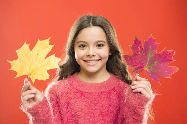 Botanikai koncepció. Boldog kislány juharfalevéllel. A kisgyerek őszi leveleket tart. Tanítási idő. Természeti kincsek. Színes pigment. A természet változásai. Aranyos, boldog, mosolygós gyerek, aki levelekkel játszik. — Stock Fotó