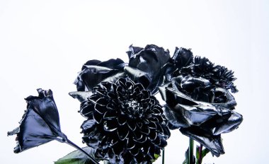 Çiçek çiyi. gümüş siyah krizantem ve gül çiçeği. vintage retro. zenginlik ve zenginlik. floristics iş. lüks ve başarı. metalanmış antik dekor. grunge güzellik. Beyaz üzerine izole