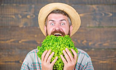 Yeşil ve sağlıklı yiyecekler. sonbahar mahsullü adam şef. mevsimlik vitamin gıda. Faydalı sebze. sakallı olgun çiftçi. organik ve doğal gıda. hasat festivali. mutlu adam yeşil salata yaprakları yeme