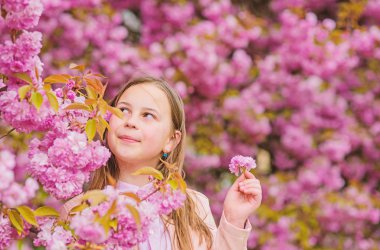 Polen alerjisi kavramı. Çocuk kiraz çiçeği sakura tadını çıkarın. Pembe çiçekler sakura ağaç arka plan üzerinde Çocuk. Alerji ilacı. Çocuk alerjisi olmadan hayatın tadını çıkarın. Çiçek koklamak. Çiçek aroması zevk Kız