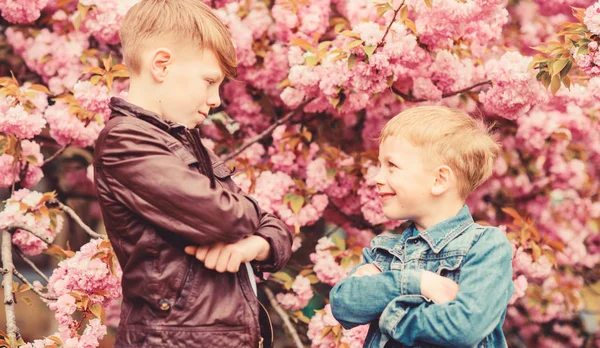 Chlapci pózují blízko Sakury. Děti jarní růžové květy sakura stromu pozadí. Botanický koncept. Bratři si užívají třešňové květy. Koncept bratrstva. Veselé jarní dovolené.Děti si užívají teplé jaro — Stock fotografie