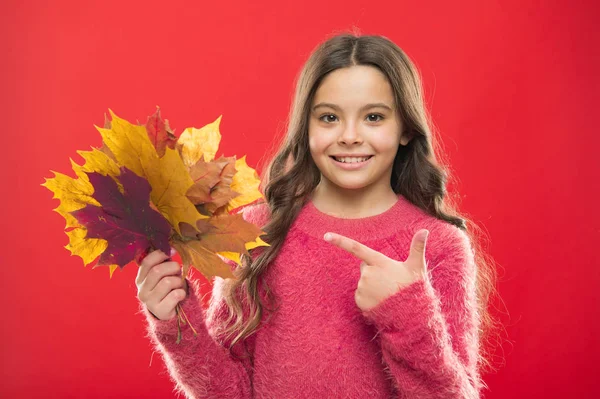 Ezt nézd meg. Tanítási idő. Gyerekkori boldogság. Őszi gyerek divat. Időjárásváltozás. lány gyermek pulóverben. Őszi hangulat. Őszi szezon. lehullott levelek csokra. boldog kislány juharfalevéllel — Stock Fotó