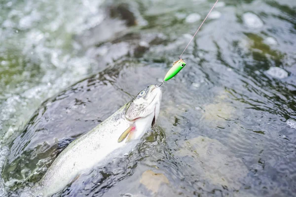 Poisson dans la rivière. Concept d'engin et d'appât. Le travail de pêcheur est simple. Palmes et écailles. Poisson d'eau douce en hameçon. Truite dans l'eau à proximité. Un passe-temps de pêche. Activité de pêche. Matériel de pêche. Nature sauvage — Photo