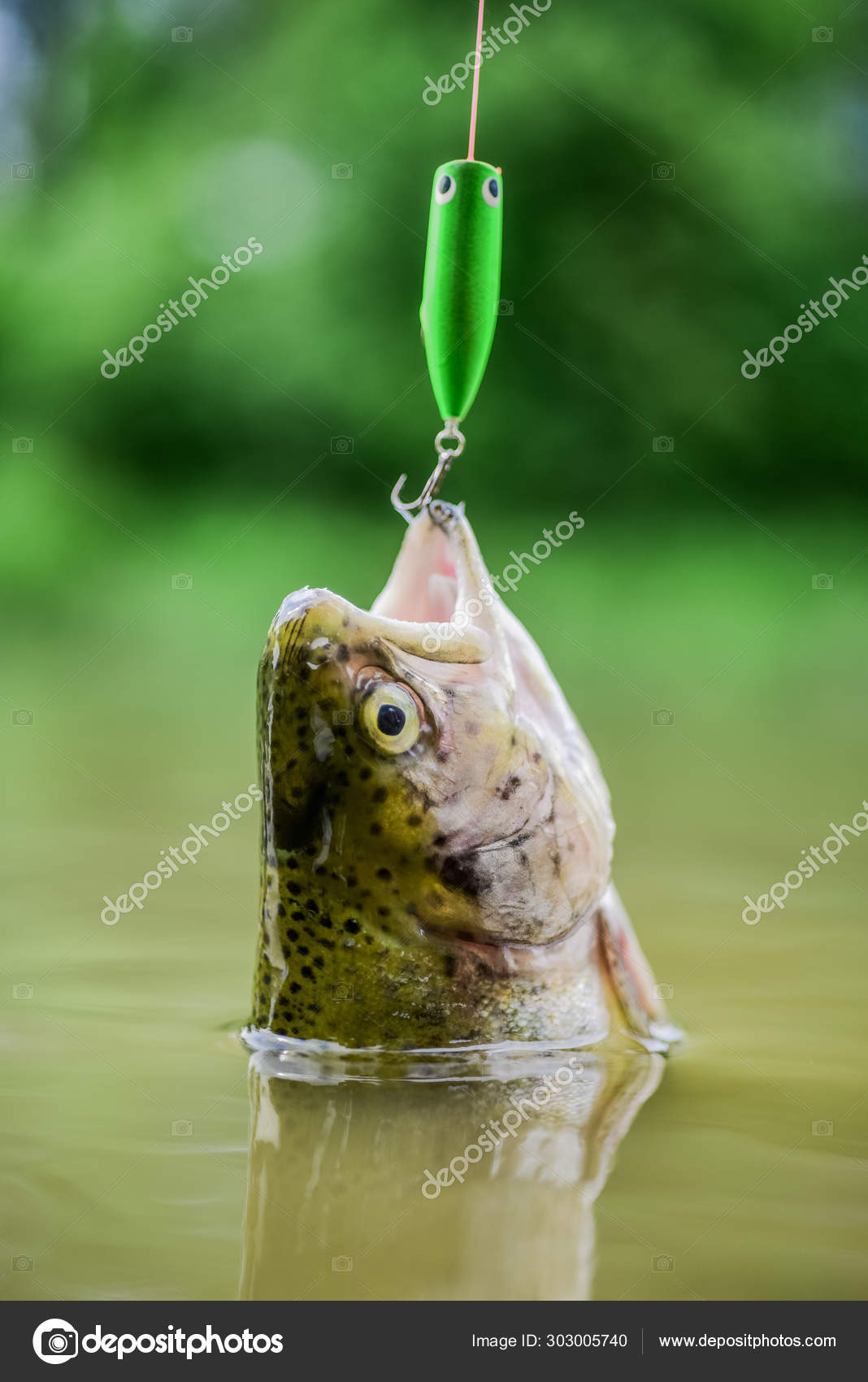 On hook. Silence concept. Fish open mouth hang on hook. fishing equipment.  Fish trout caught in