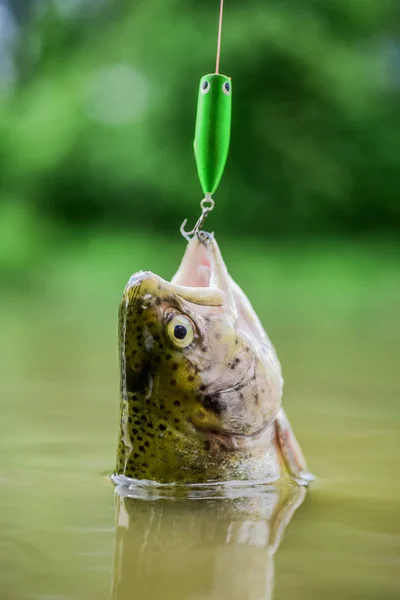 Al gancio. Concetto di silenzio. Pesce bocca aperta appendere al gancio. attrezzatura da pesca. Trota di pesce pescata in acqua dolce. Cucchiaio esca linea accessori per la pesca. Pesce in trappola. Vittima del bracconaggio. Salva la natura — Foto Stock