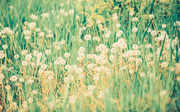 Pole s Dandelion. Meadow z bílých dandeliů. Letní hřiště. Dandelví pole. Jarní pozadí s bílými dandeliy. Semena. Chlupaté květy na pozadí letní krajiny — Stock fotografie